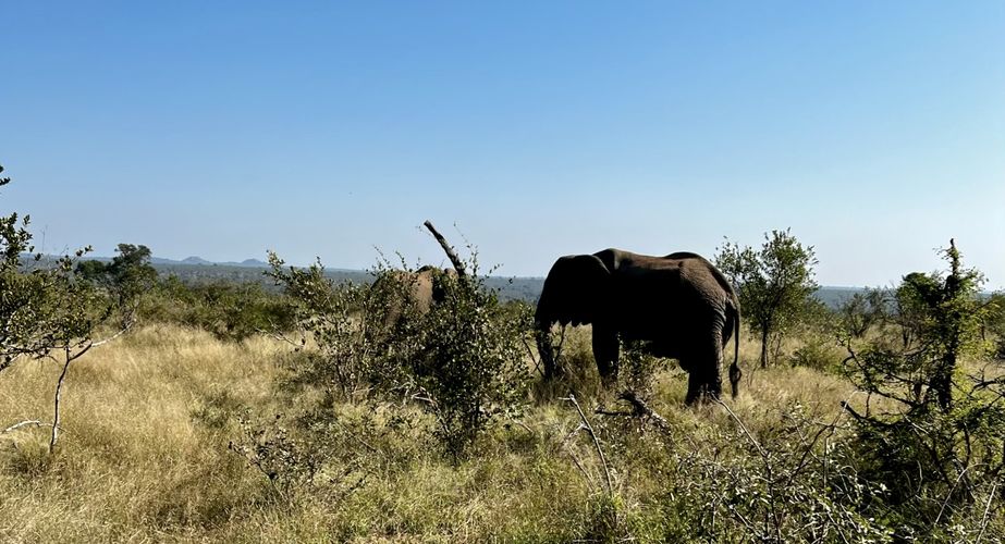 Kruger NP olifanten Zuid Afrika groepsrondreis 11